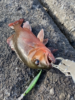 ゴマフエダイの釣果