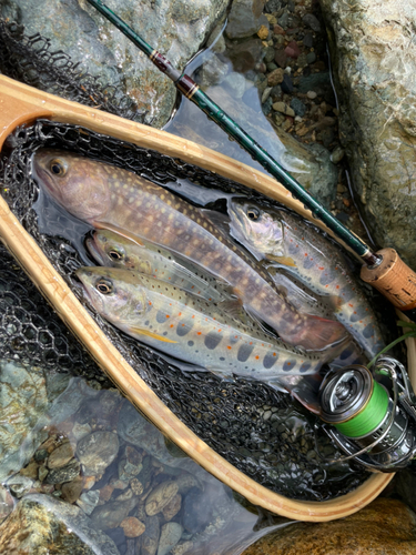 アマゴの釣果