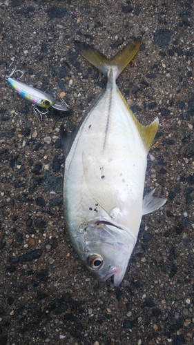 メッキの釣果