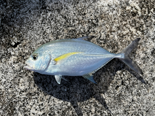 カスミアジの釣果