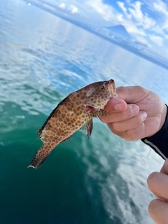 オオモンハタの釣果