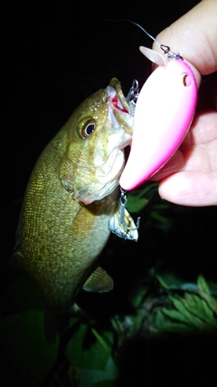 スモールマウスバスの釣果