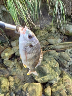 キビレの釣果