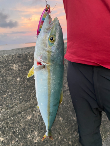 ワカシの釣果