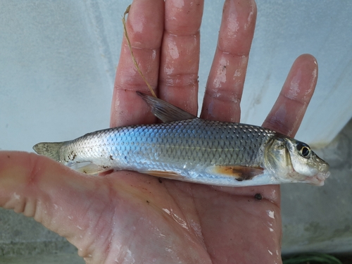 ニゴイの釣果