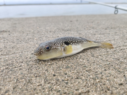 クサフグの釣果