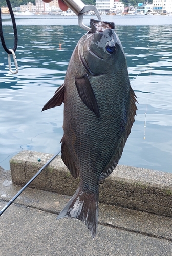 メジナの釣果