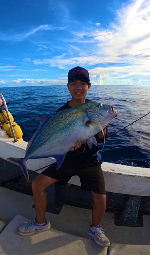 カスミアジの釣果