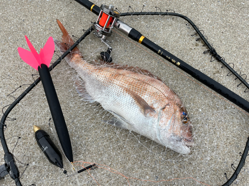 マダイの釣果