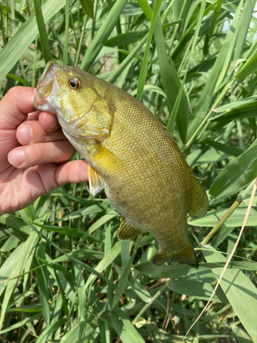 スモールマウスバスの釣果