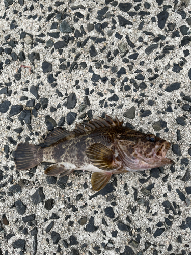 クロソイの釣果