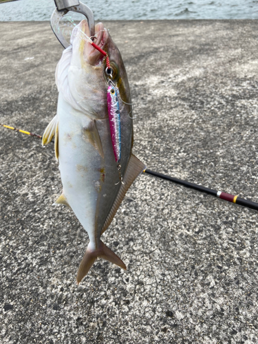 ネリゴの釣果