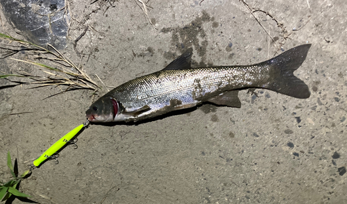 ウグイの釣果