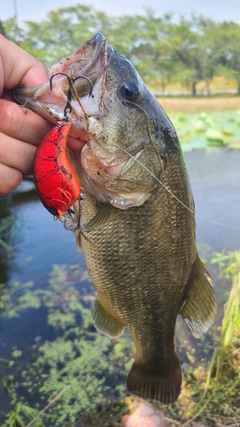 ラージマウスバスの釣果