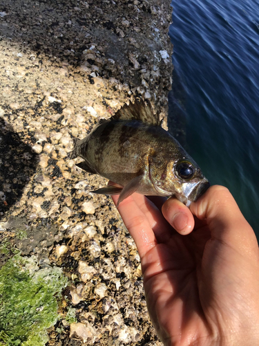 クロメバルの釣果