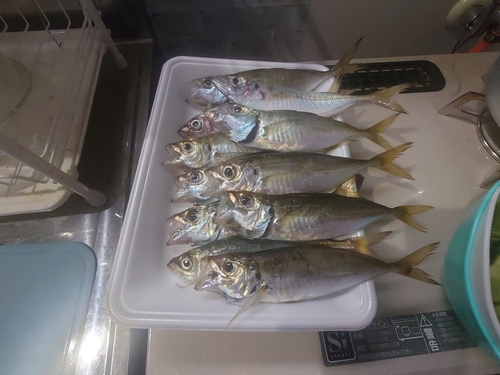 アジの釣果