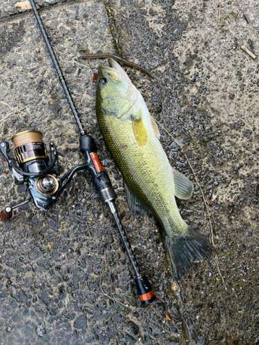 ラージマウスバスの釣果