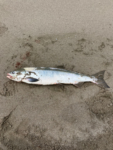 サケの釣果