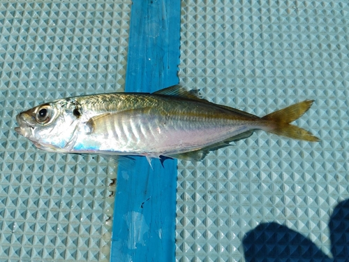 マアジの釣果