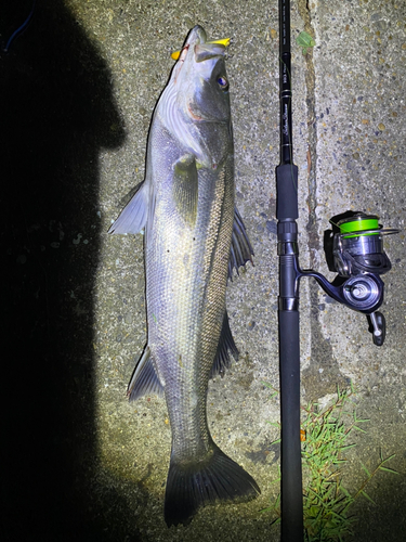 シーバスの釣果