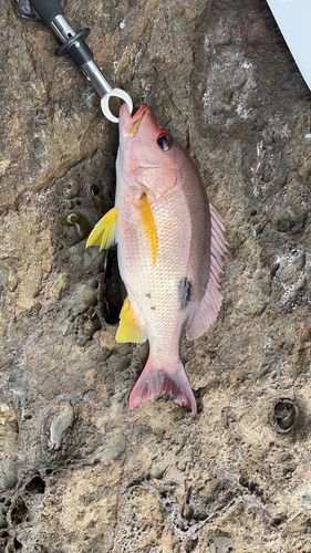 クロホシフエダイの釣果