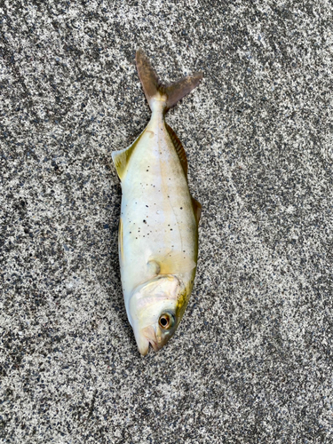 ショッコの釣果