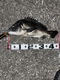 クロダイの釣果