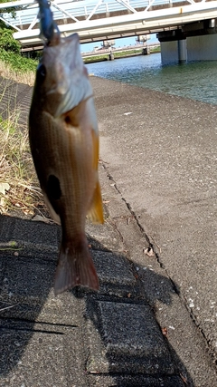 クロホシフエダイの釣果