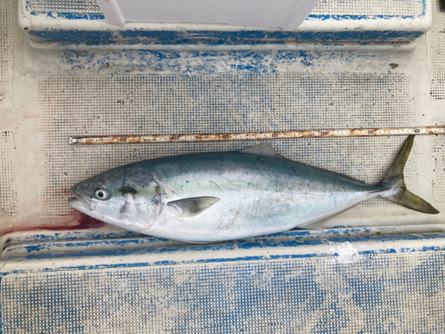 釣果