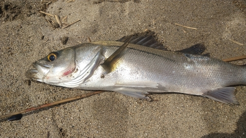 セッパ（マルスズキ）の釣果