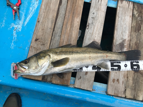 シーバスの釣果