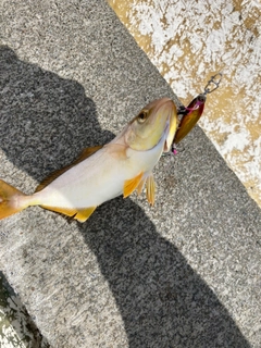 ショゴの釣果