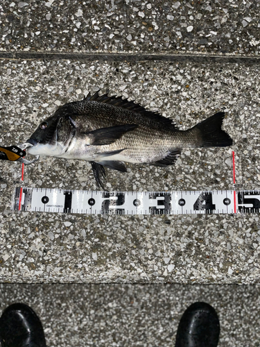 クロダイの釣果