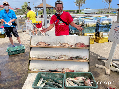 イナダの釣果