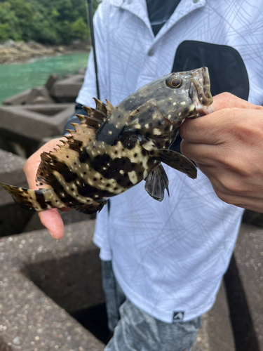 ヤイトハタの釣果