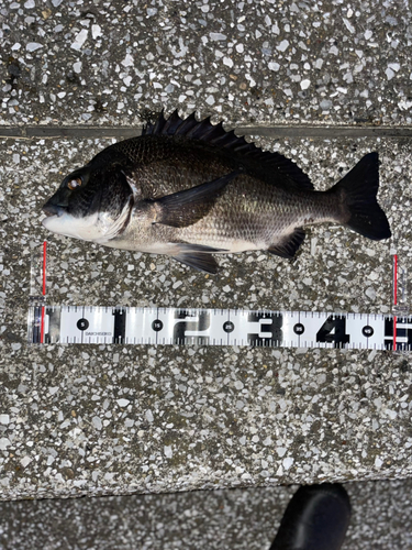 クロダイの釣果