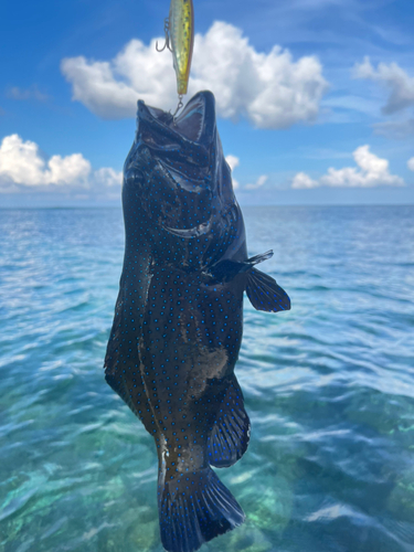 アオノメハタの釣果