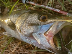 スズキの釣果