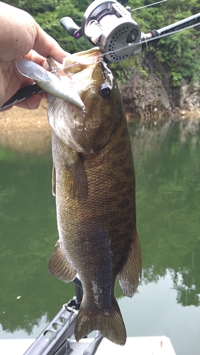 スモールマウスバスの釣果