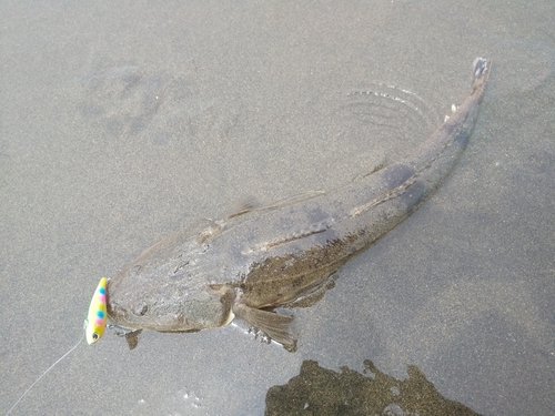 マゴチの釣果