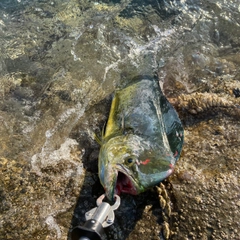 シイラの釣果