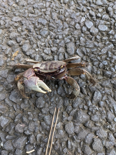 カニの釣果