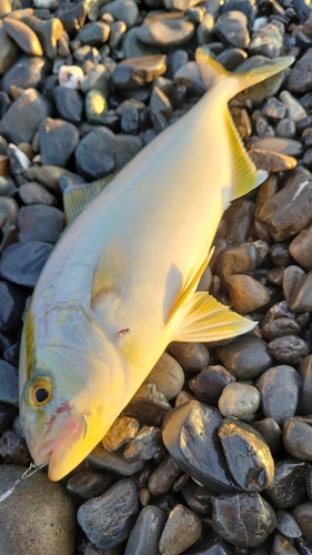 カンパチの釣果