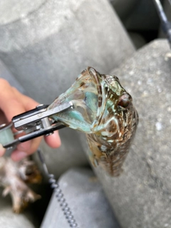 アナハゼの釣果