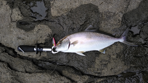 ショゴの釣果