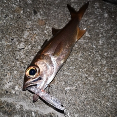 ムツの釣果