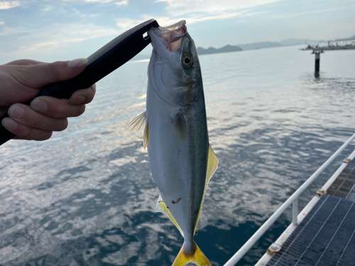 ツバスの釣果