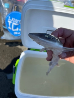 サメの釣果