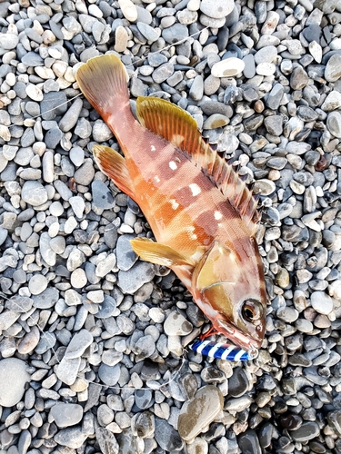 アカハタの釣果