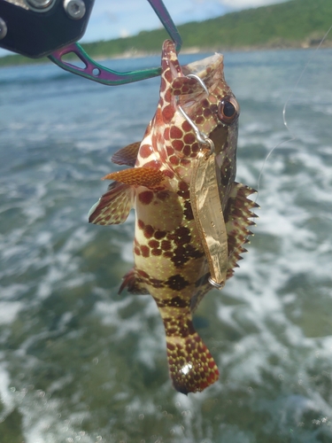 イシミーバイの釣果